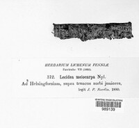 Image of Biatora meiocarpa